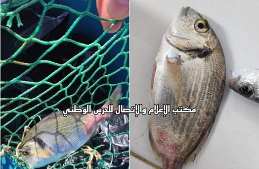 كميّات من الأسماك النافقة وأخرى حيّة تحمل تشوهات في طبرقة !!